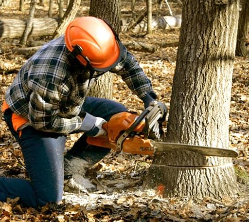 Tree Removal in Albright, WV